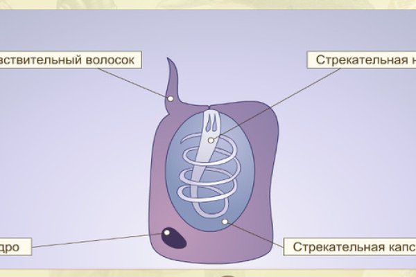 Kraken зеркало тор